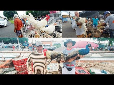 FEIRA DAS GALINHAS DE SEGUNDA FEIRA DE ARAPIRACA ALAGOAS BASTANTE