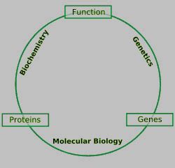 Biochem Blog and Info: Molecular Biology: Relationship with Biochemistry and Genetics