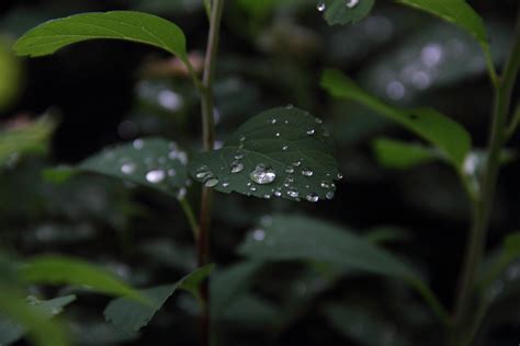 Wallpaper Plant Leaves Drops Macro Wet Green Hd Widescreen