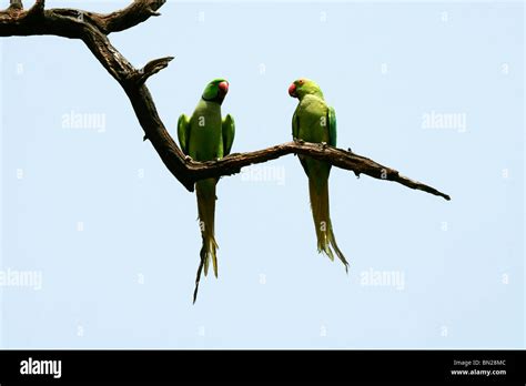 Rose-ringed or Indian Ringneck Parakeet who appear to be talking to ...