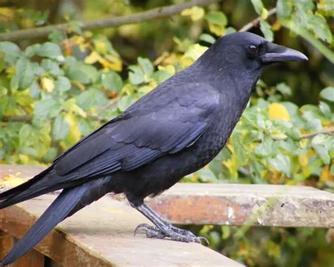 Northwestern Crow Facts Diet Habitat And Pictures On Animaliabio