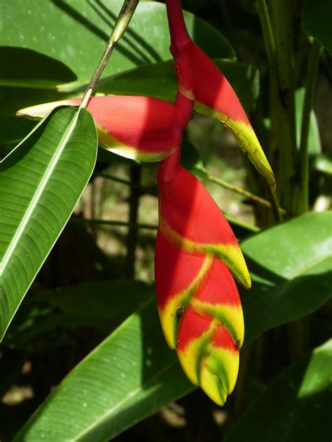 Fotos Gratis Naturaleza Flor Hoja Florecer Verde Rojo Selva