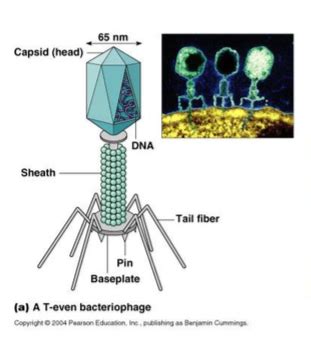 Introduction To Viruses Flashcards Quizlet