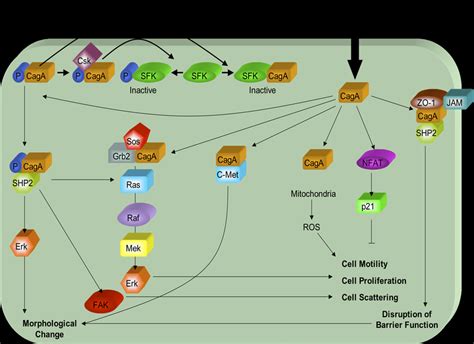 Caga Induced Signal Transduction Translocation Of Caga Into The