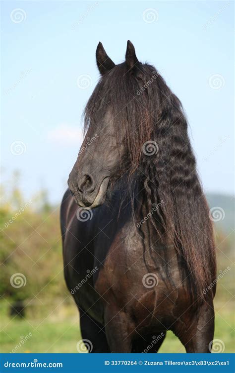 Beautiful Friesian Horse Wit Long Mane Stock Images - Image: 33770264