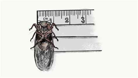 Cicada Sex Education — Dataclassroom