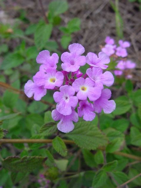 Lantana Montevidensis