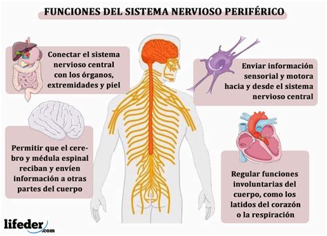 El Sistema Nervioso