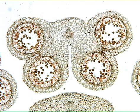 Anther Microscope Slide Diagram Quizlet