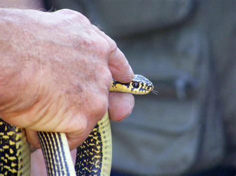 Loire Valley Nature: Western Whip Snake Hierophis viridiflavus