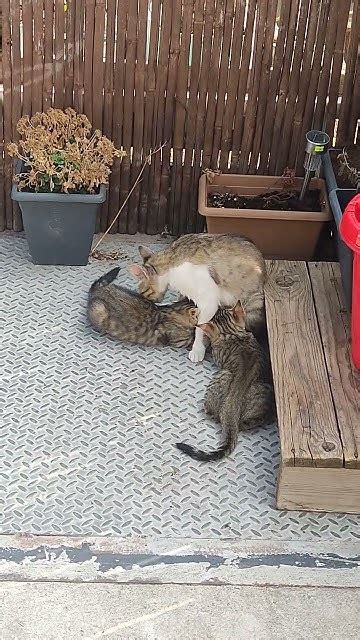 cats16 - YouTube