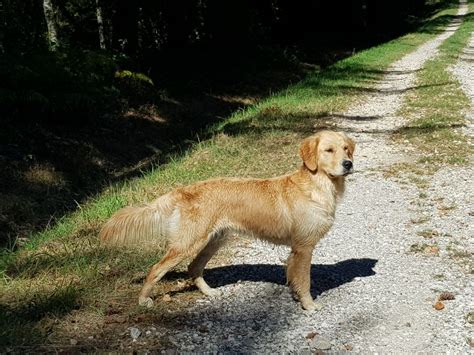 Elevage Des Amours Du Champ Dore Eleveur De Chiens Golden Retriever