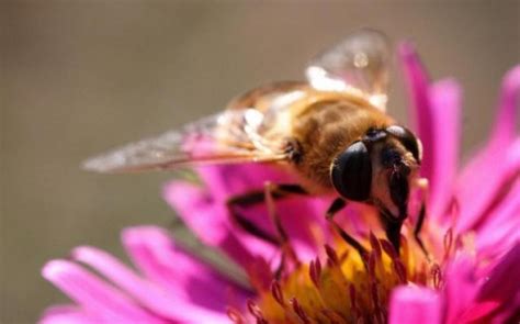 Honey bee species || BeeKeeping