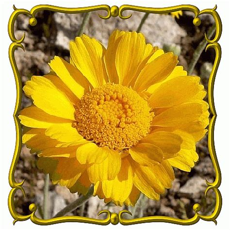 Desert Marigold Seeds Baileya Multiradiata Everwilde Farms Wild