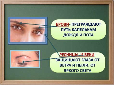 Органы чувств - презентация онлайн