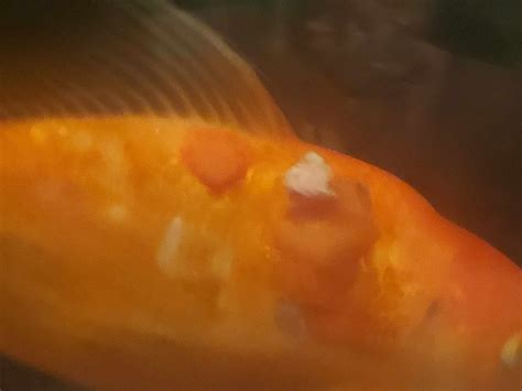 what happens if goldfish scratching cheap 7