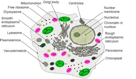 eukaryotic cell images : Biological Science Picture Directory ...