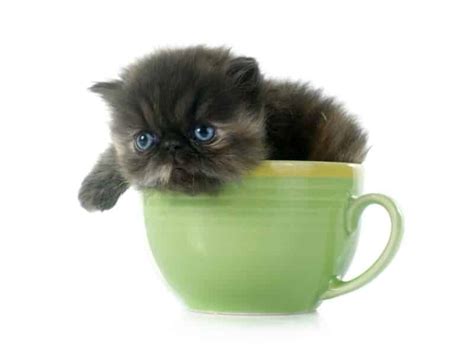 Teacup Persian Cats: History, Ethics, & Facts - Catster