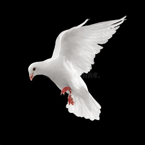 Dove In Flight Stock Image Image Of Freedom Nature Symbol 8848047