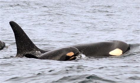 Third baby orca spotted off Washington State coast | CTV News