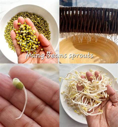 How To Sprout Mung Beans At Home Sprouts Without Special Equipment