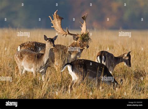 Fallow Deer Dama Dama Herd With Females And Stag With Antlers Covered