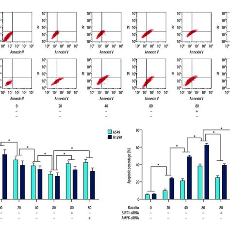 Effects Of Baicalin Treatment And Small Interfering RNA SiRNA