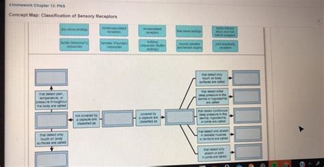 Solved Concept Map Classification Of Sensory Receptors Any Chegg