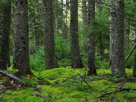 Maine Forest Acadia National Park Photograph By Juergen Roth