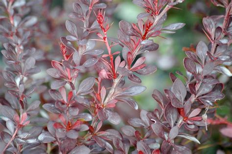 Épine Vinette Pourpre Berberis Thunbergii Atropurpurea