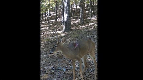 Urban Deer Hunting Arkansas Bonus Buck Point Youtube