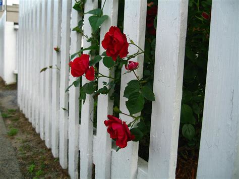 White Picket Fence With Red Roses A Little Slice O The Am Flickr