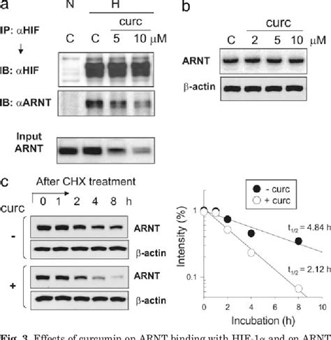 Figure 3 From Curcumin Inhibits Hypoxia Inducible Factor 1 By Degrading