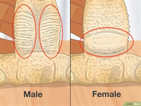 How To Tell The Sex Of A Bearded Dragon 3 Accurate Methods