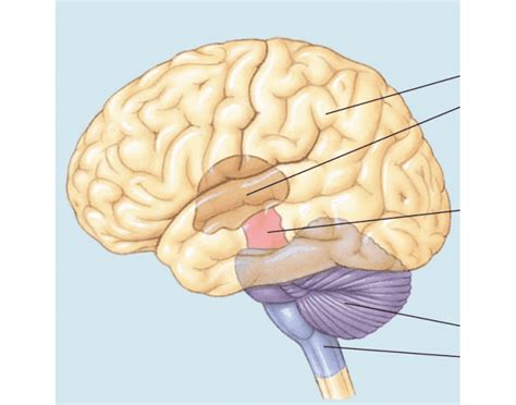 Brain Game - Major Divisions