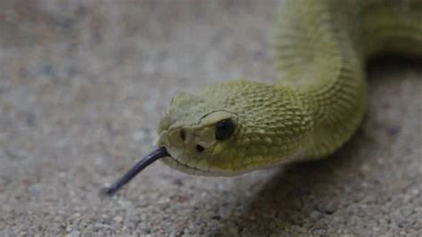 Close up of rattlesnake head. | Stock Video | Pond5