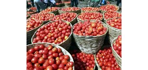 Pune Farmer Becomes Millionaire Amid Rising Tomato Prices Daily Excelsior