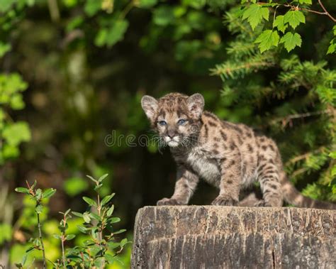 Mountain lion cub stock image. Image of panther, looking - 101430753