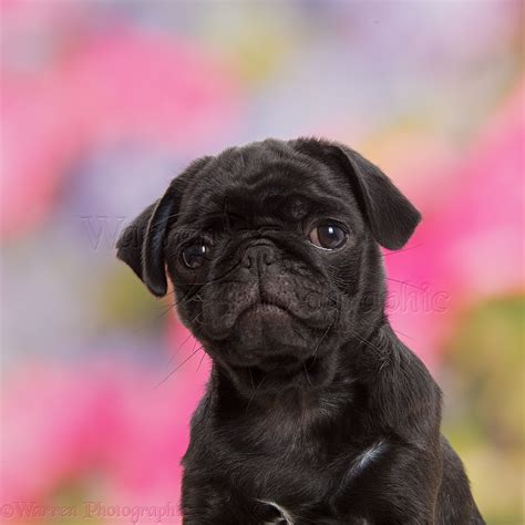 Adorable Pug Black Puppy L2sanpiero