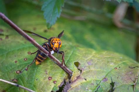 Northern giant hornet: A New Name for BC’s Invasive Hornets - Invasive ...