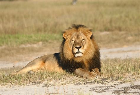 Cecil the Lion's Killer Revealed as American Dentist