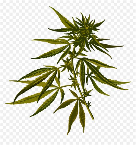 Cannabis Clip Arts - Marijuana Plants Clip Art, HD Png Download - vhv