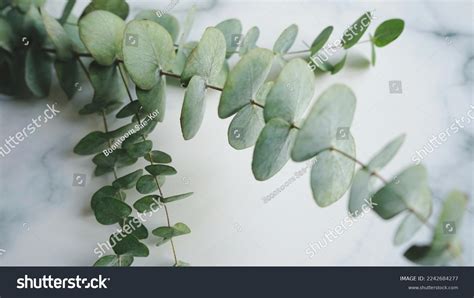 Indoor Plant Decoration Theme Eucalyptus Commonly Stock Photo ...