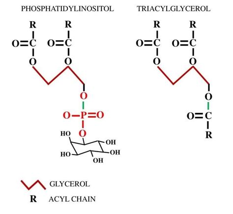 Structure Of Fatty Acid And Glycerol