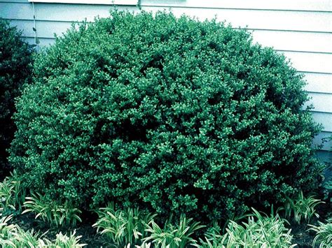 Japanese Holly Compact Ilex Crenata Compacta Evergreen Shrubs