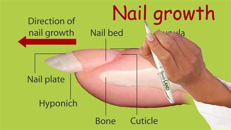 Nail Growth Youtube