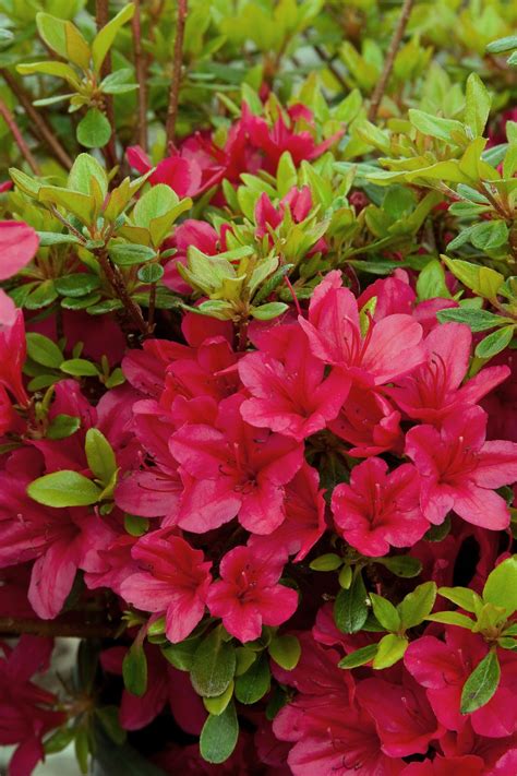 Red Azalea Bush | Home and Garden Reference