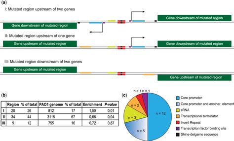 Orientation Of Intergenic Regions And Presence Of Regulatory Elements