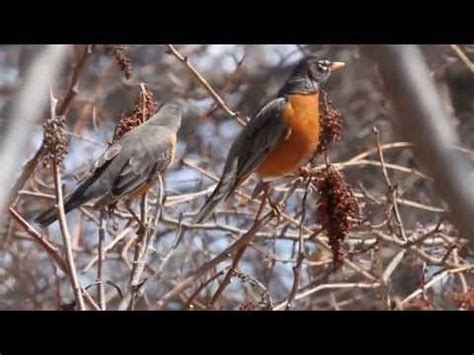 American Robins Eating Berries | American robin, Robin, American