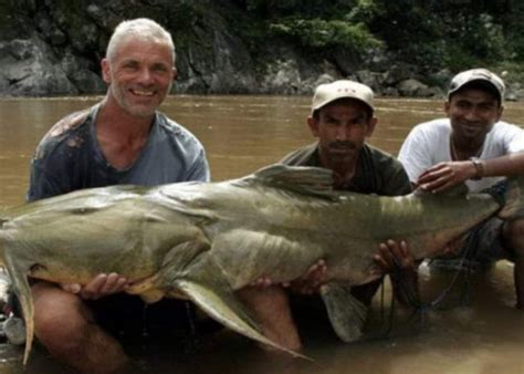 Mirip Ikan Lele Inilah Fakta Menarik Ikan Goonch Sang Predator Yang